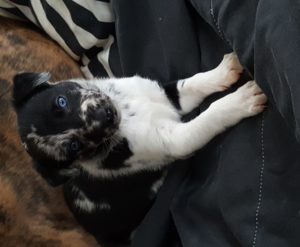 5 week old littermate to Oswin