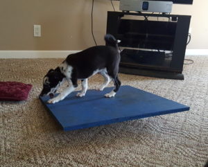 Oswin playing on a wobble board at her breeders home! Her breeder follows our adventures on FB and encourages us to keep in touch!