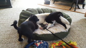 Oswin and her littermate playing at 9 weeks old