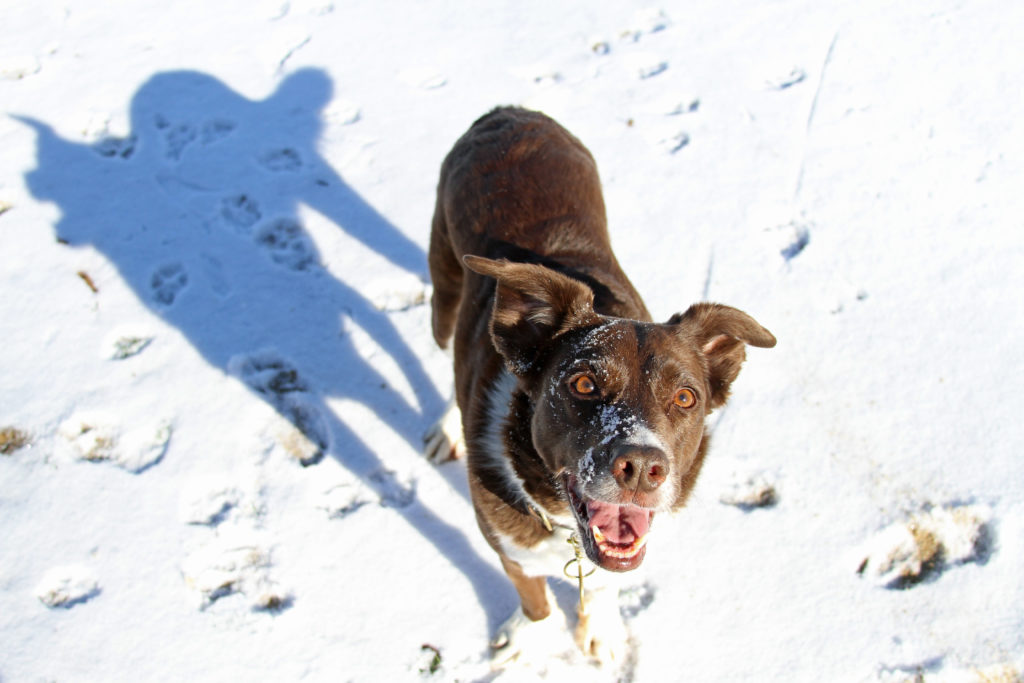 Meet Shayne... my 11 year old dog who I adopted from a shelter 10 years ago. She a very nervous dog in the shelter, was emaciated on intake, and showed some food aggressions issues. Once she gained weight and settled into my house, the extent of her behavior issues became more apparent and concerning. It took years of work and strict management for her to become the friendly and mostly well-adjusted dog that she is today. I am under illusion that if she were placed in almost any other home, she may or may not still be living and she could have very well hurt some one (*though she is a dog who didn't show all the issues while in the shelter)