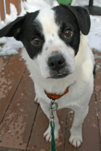 Linus came from a strained shelter that works with rescues to help save dogs.