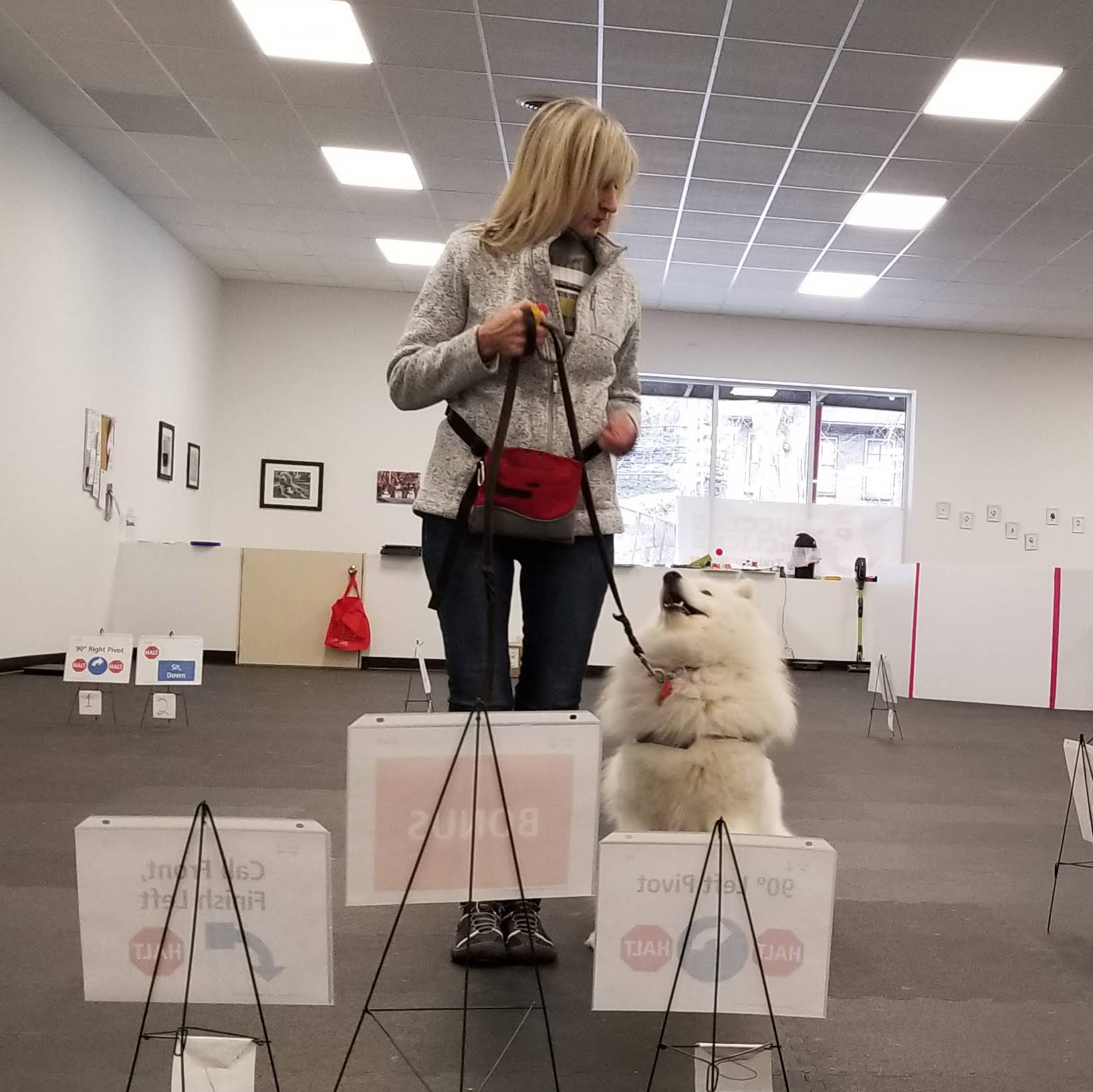 Dog sitting in heel in front of rally-o signs