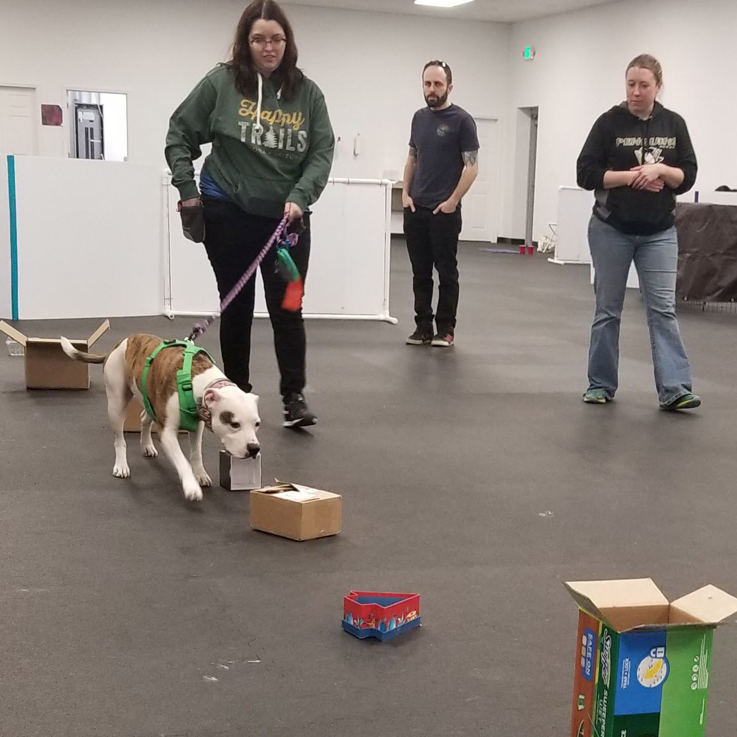 Dog searching boxes for odor in scent class