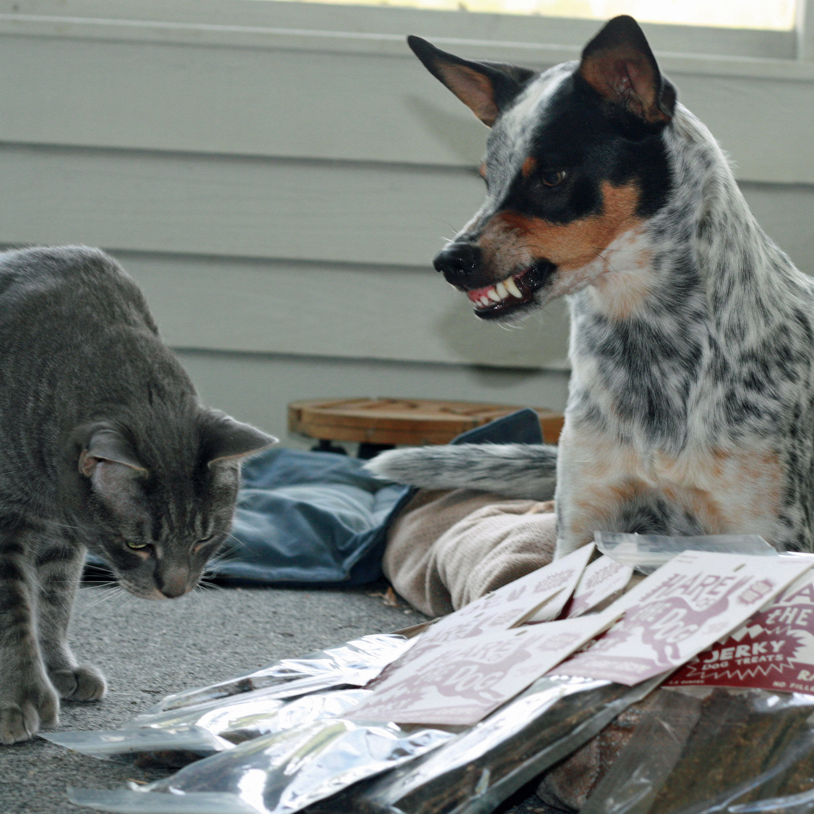 Dog snarling at cat sniffing treats