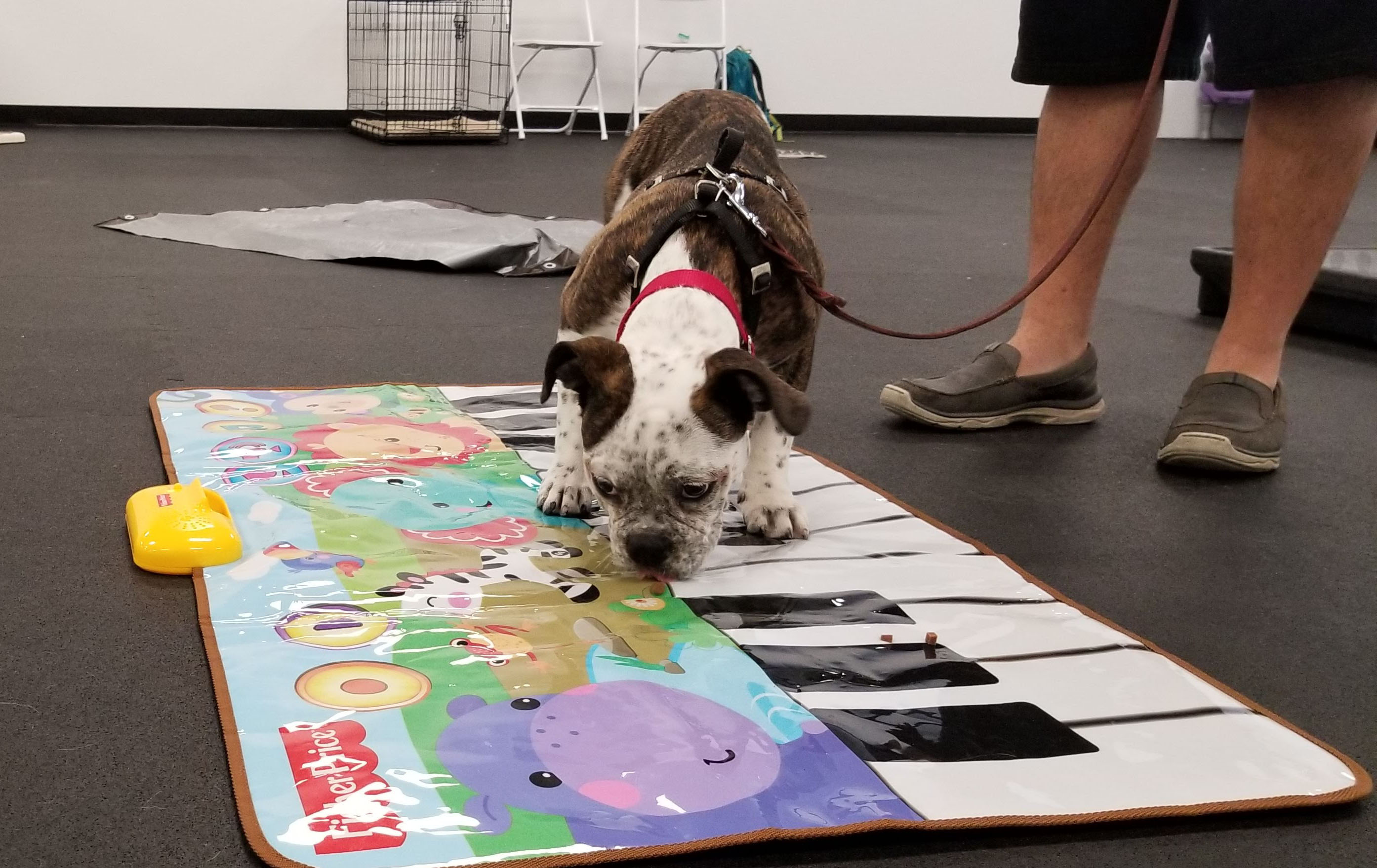 Puppy making noise walking on floor piano in class