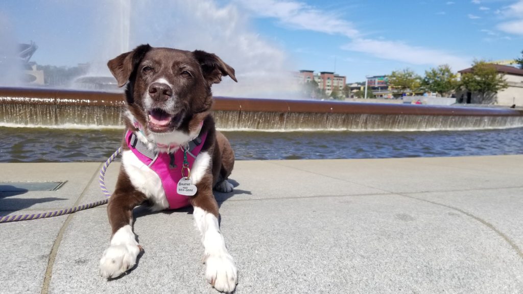 formerly reactive dog laying happily 